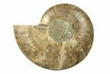 Cut & Polished Ammonite Fossil (Half) - Madagascar #270304-1
